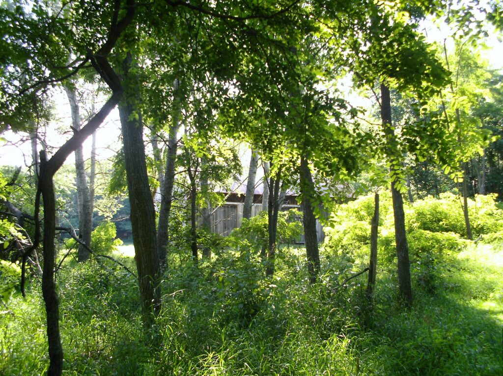 Miller Barn among the trees