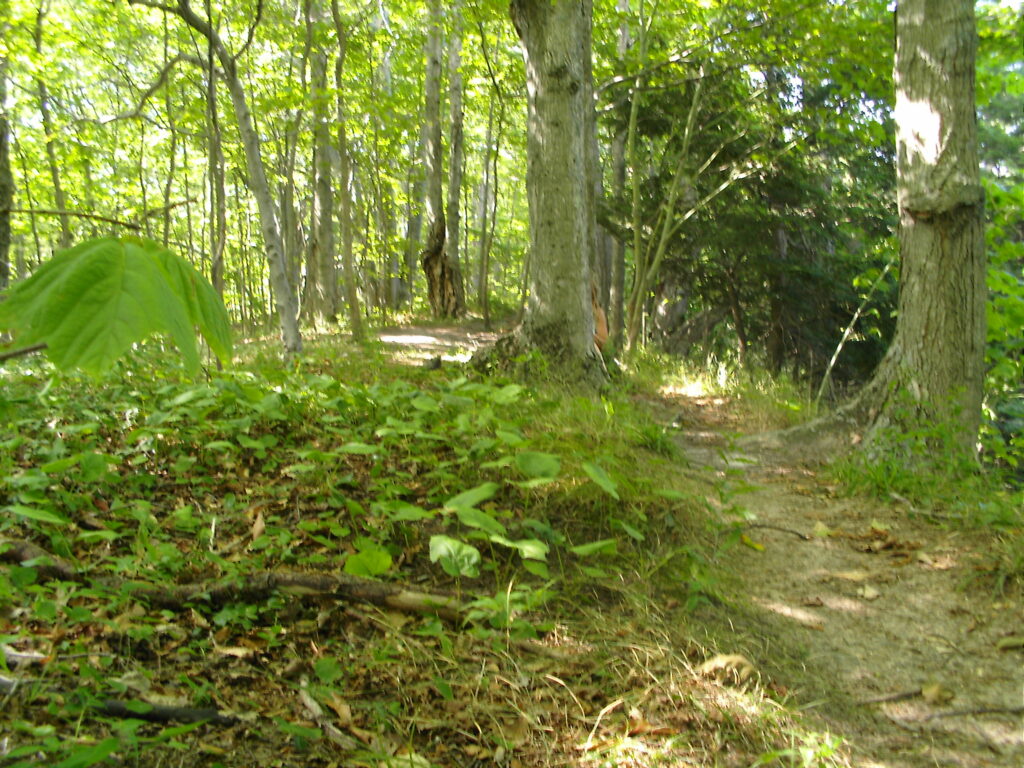 Trail in Port Oneida
