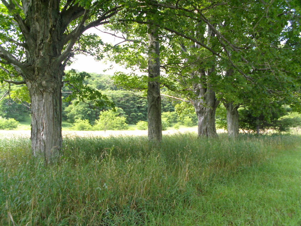 Tree line