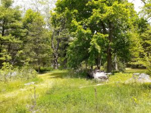 Trees lining an old road