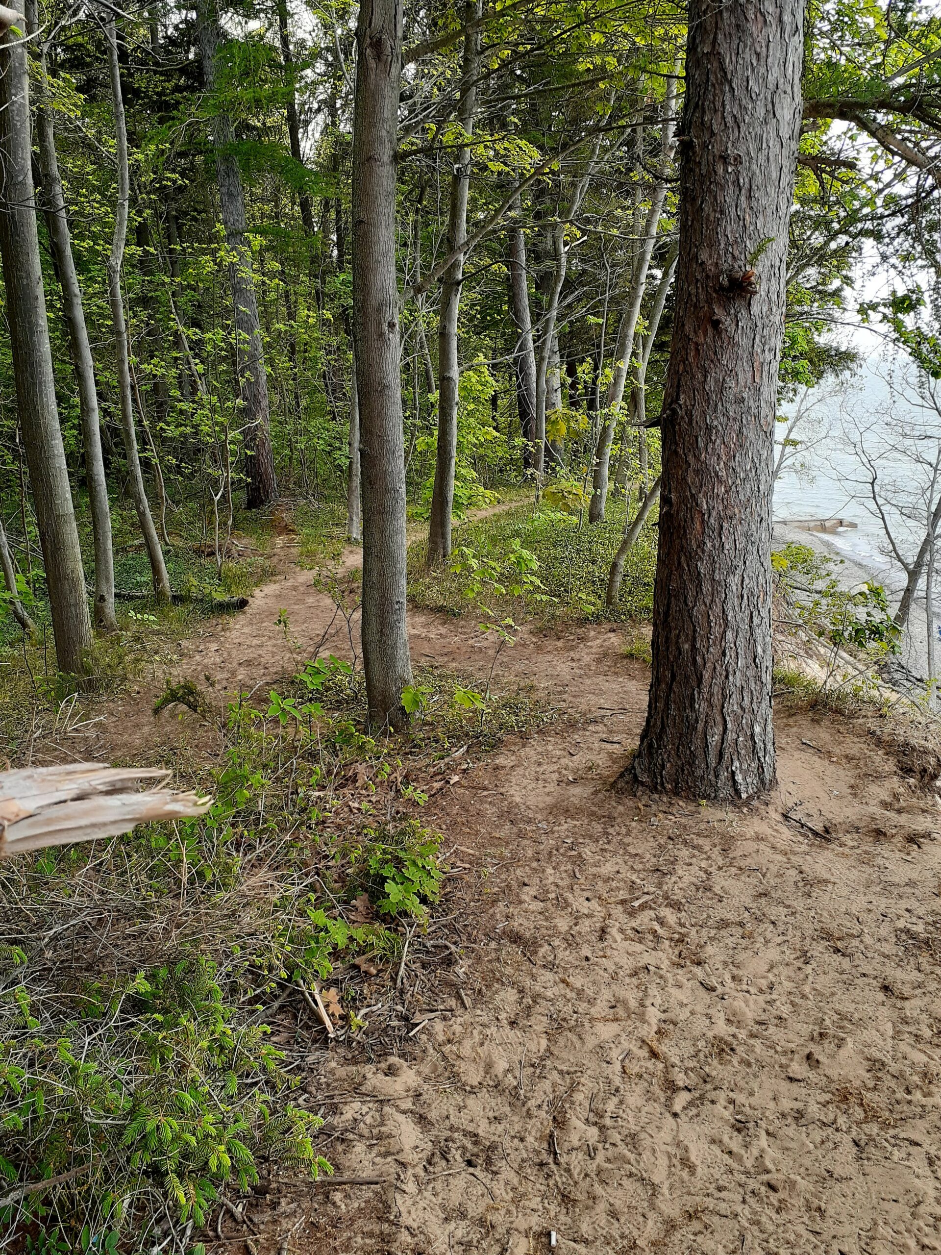Trail along the bluff