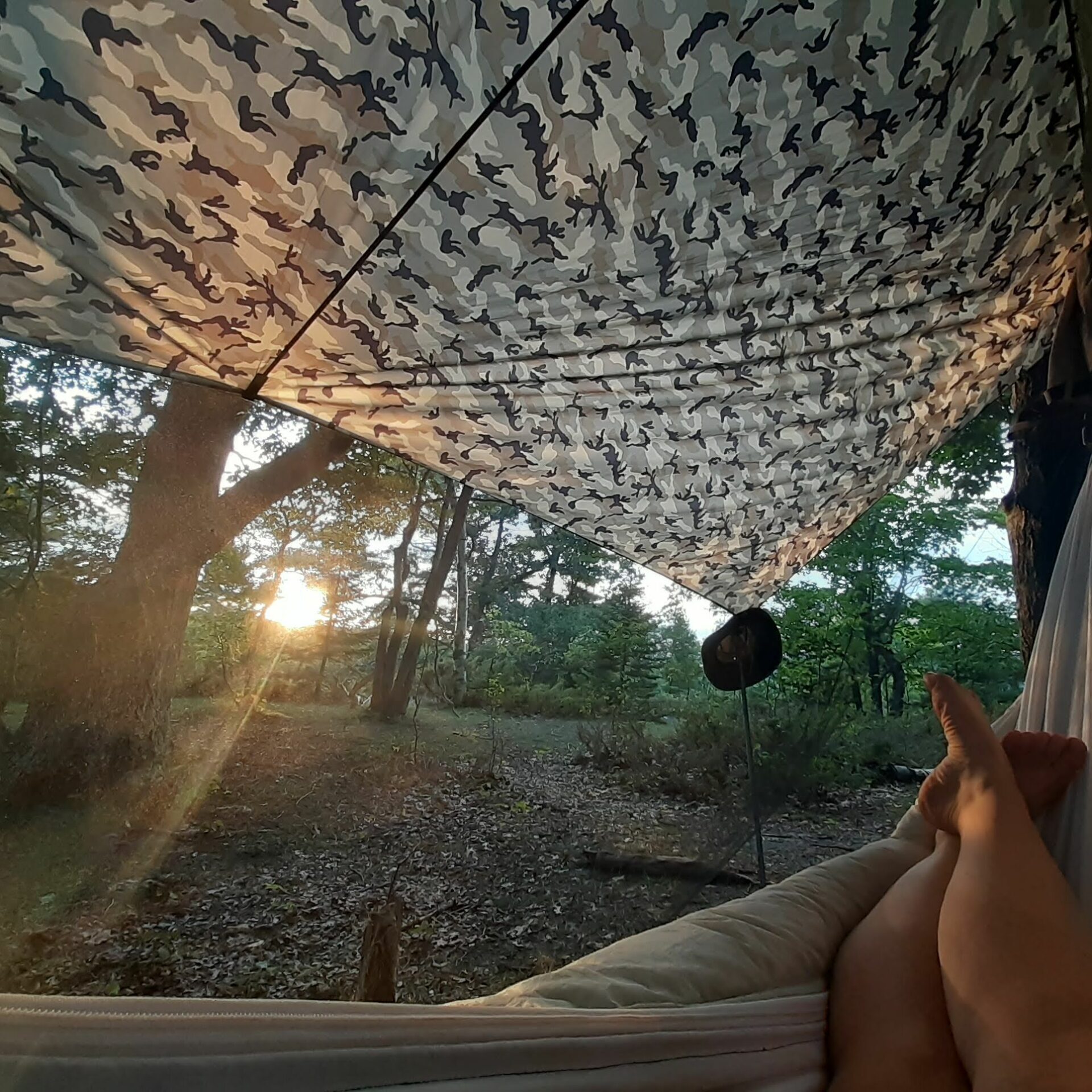 View from the hammock